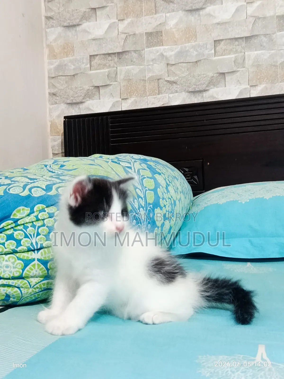 1-3 Months Female Mixed Breed Persian