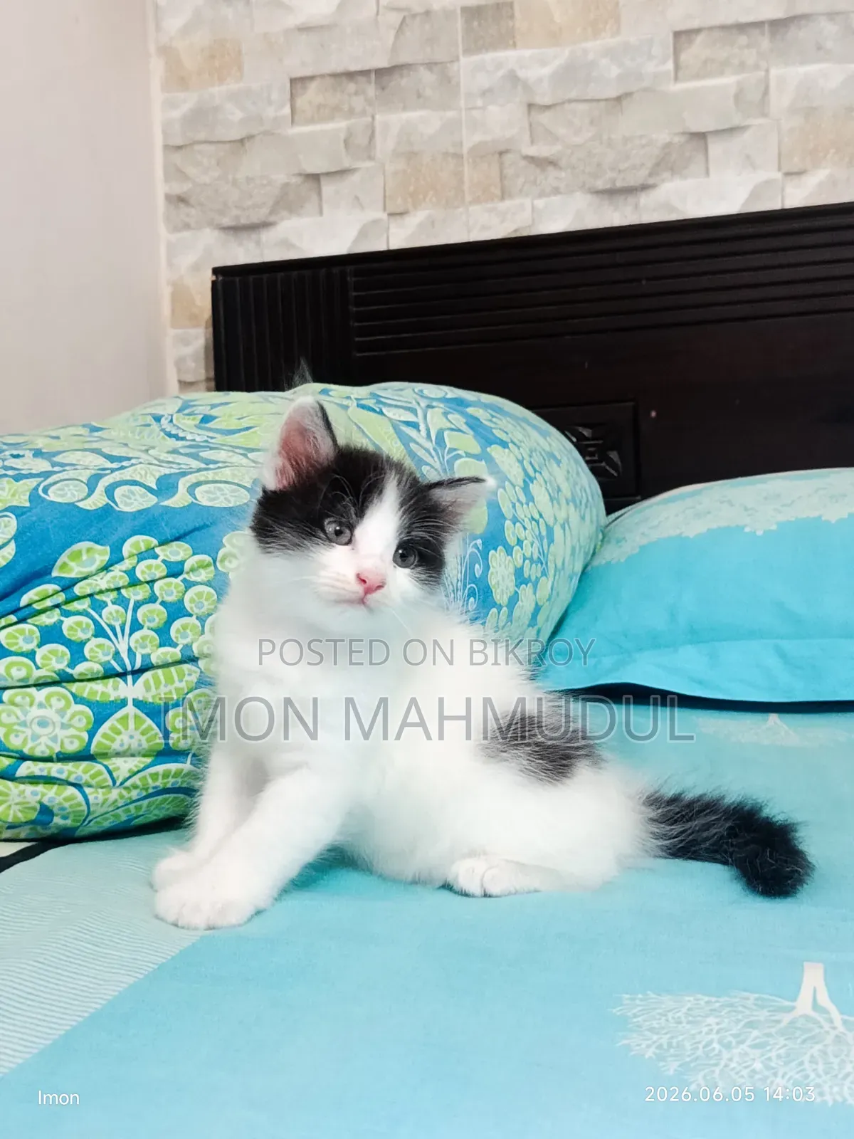 1-3 Months Female Mixed Breed Persian