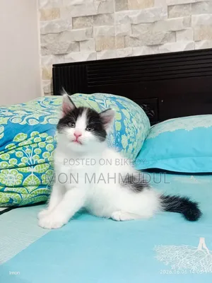 1-3 Months Female Mixed Breed Persian