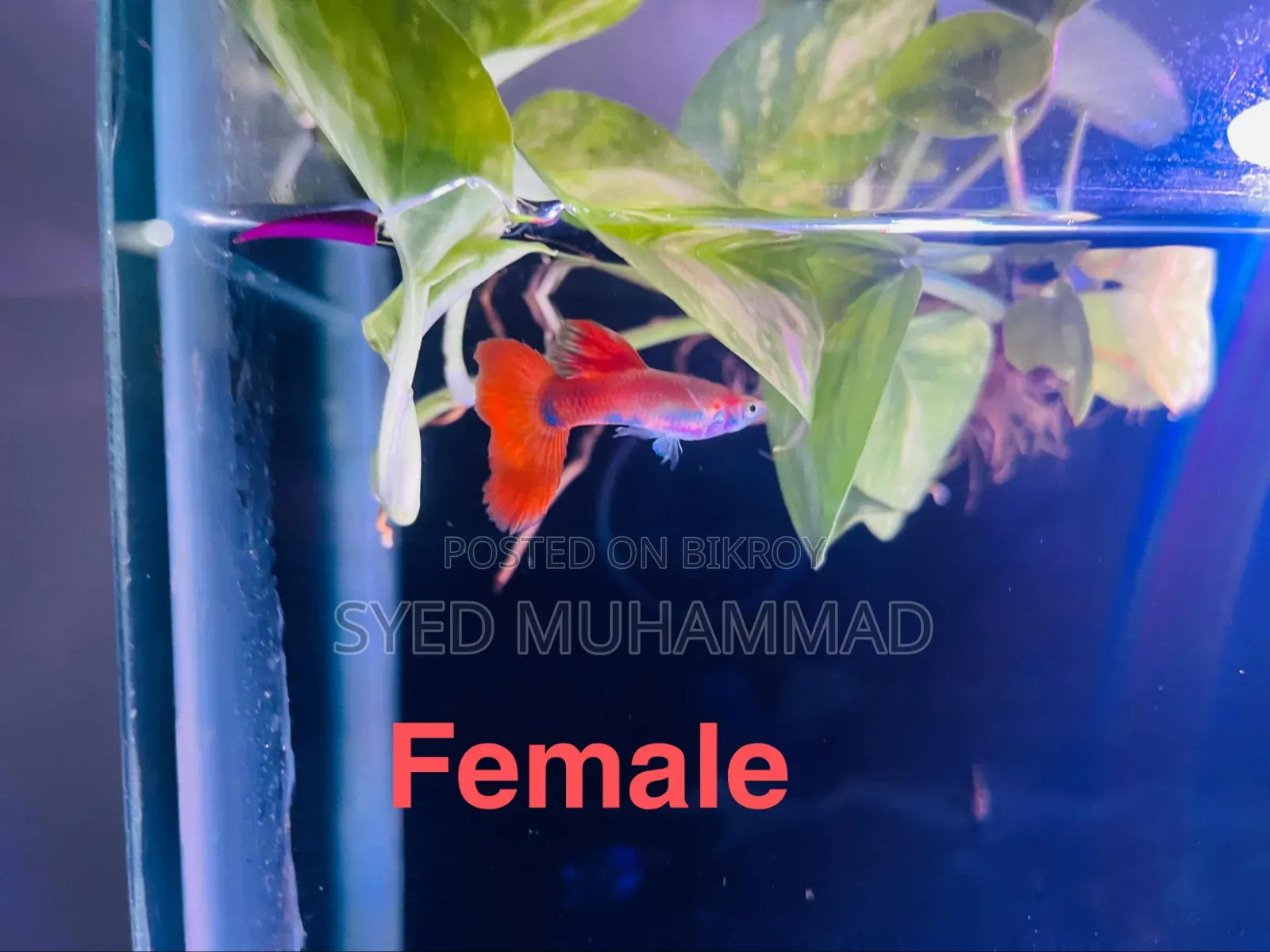Longfin Red Chili Guppy (Super Rare)
