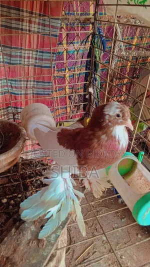 Shirazi pigeons for sale