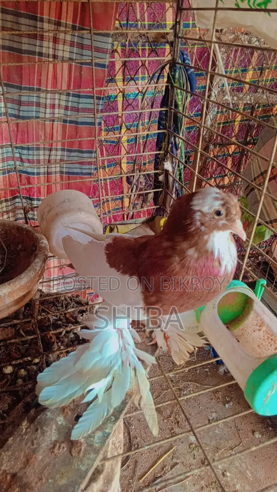Shirazi pigeons for sale