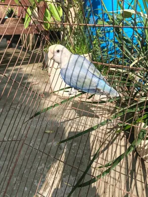 লাভ বার্ড রানিং ফিমেল