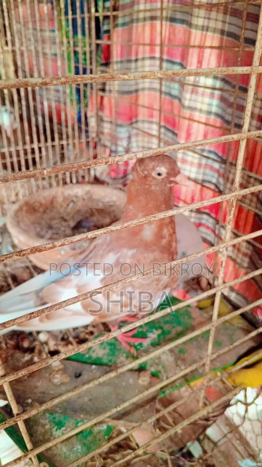 Golla Giribaz pigeon for sale, small and medium size