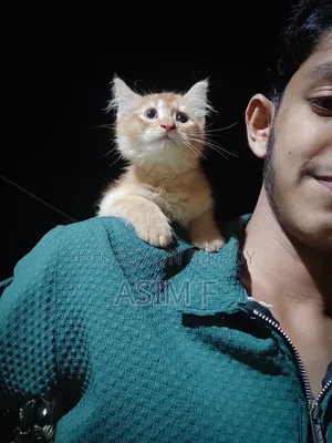 ১-৩ মাস বয়সী পুরুষ পিওর ব্রেড পার্সিয়ান