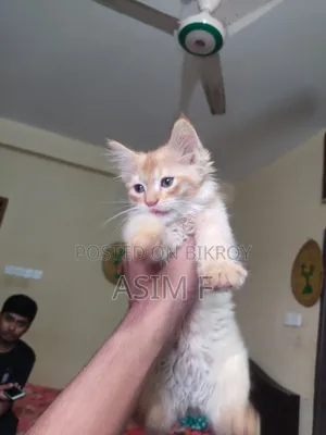 1-3 Months Male Purebred Persian