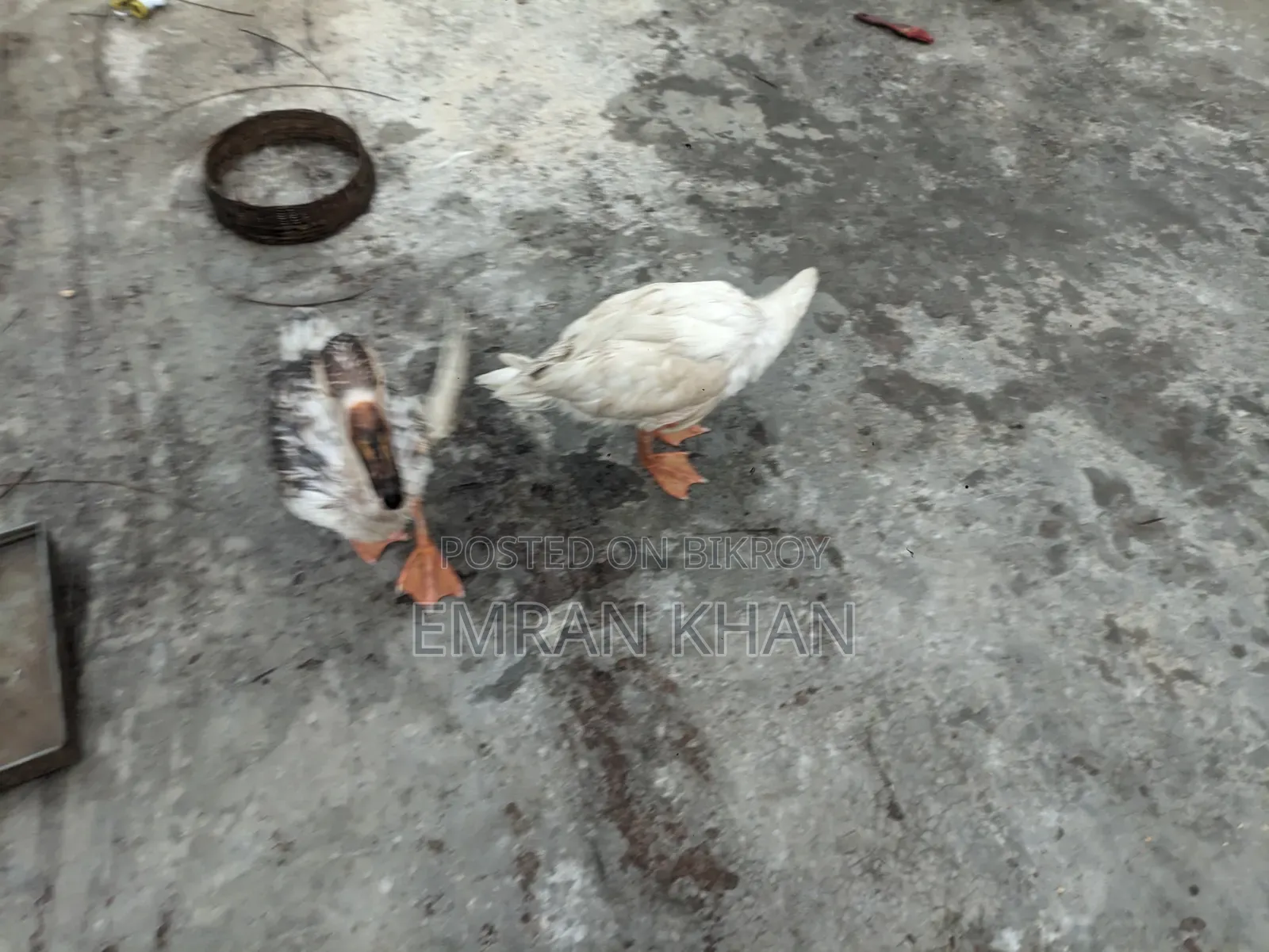 King Duck for sale, age 4.5 months, one rooster and one hen