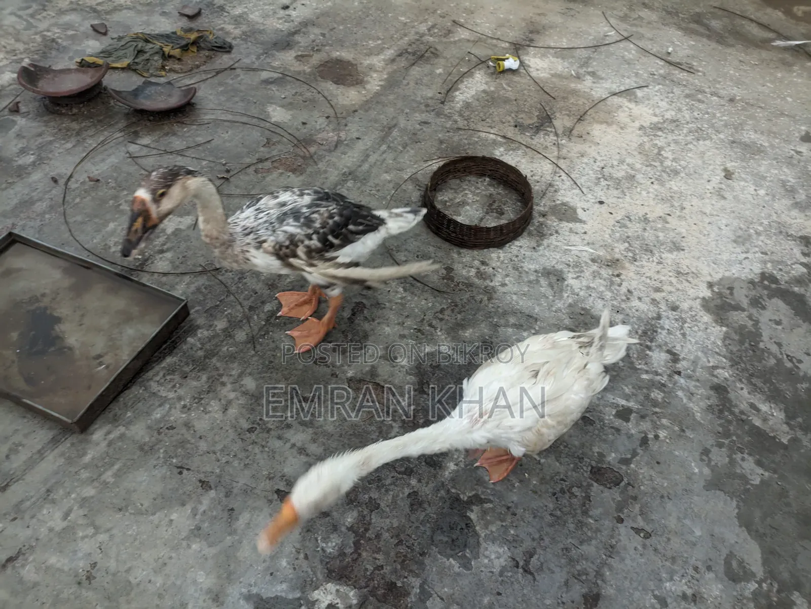 King Duck for sale, age 4.5 months, one rooster and one hen
