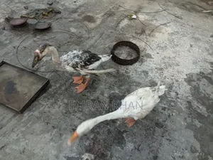 King Duck for sale, age 4.5 months, one rooster and one hen