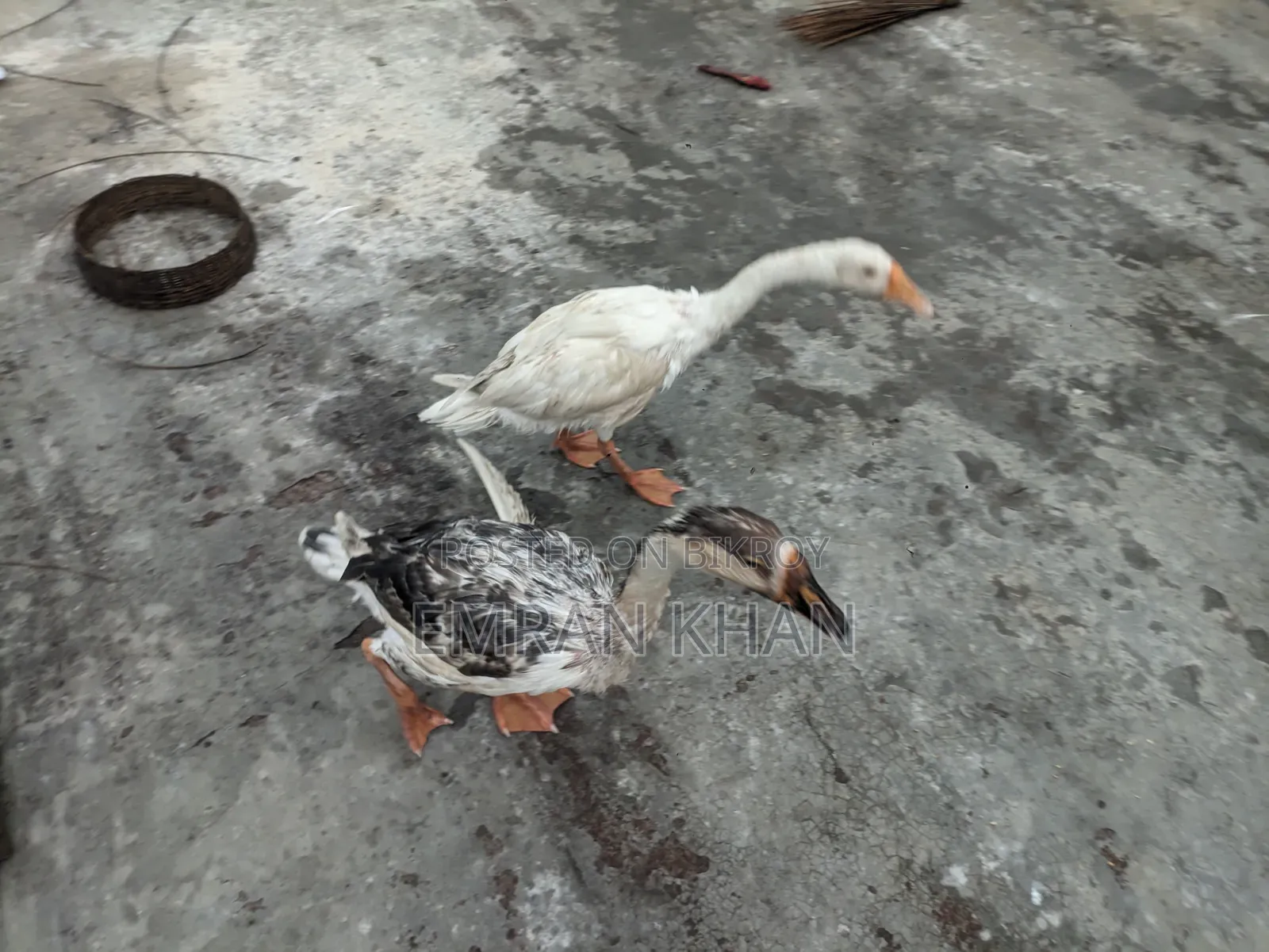 King Duck for sale, age 4.5 months, one rooster and one hen
