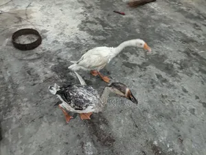 King Duck for sale, age 4.5 months, one rooster and one hen