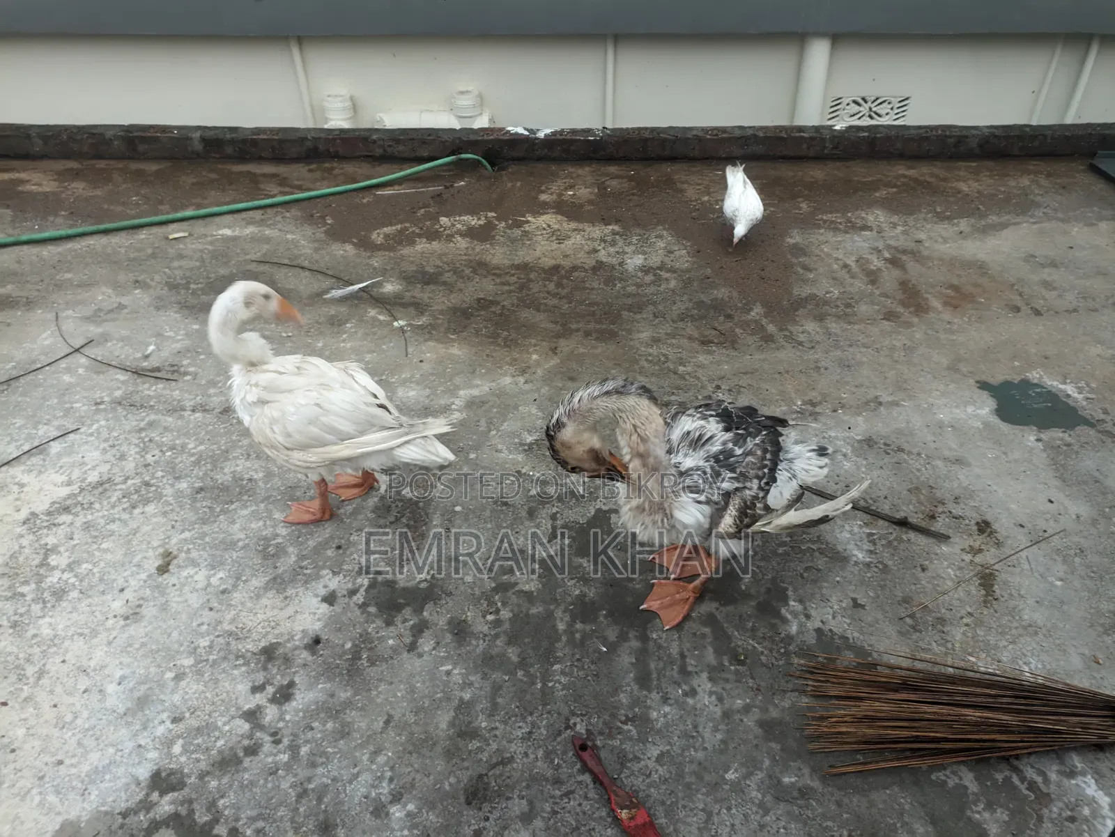 King Duck for sale, age 4.5 months, one rooster and one hen