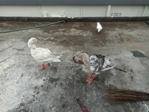 King Duck for sale, age 4.5 months, one rooster and one hen