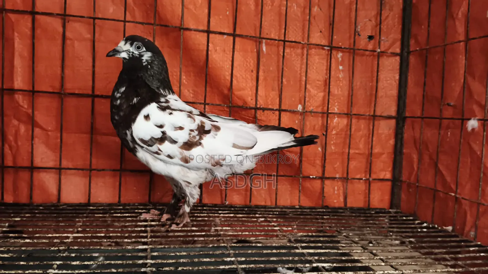 Female Pigeon