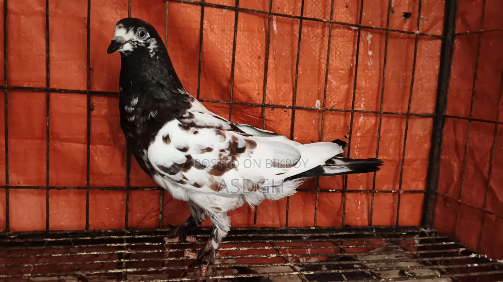 Female Pigeon