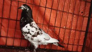 Female Pigeon