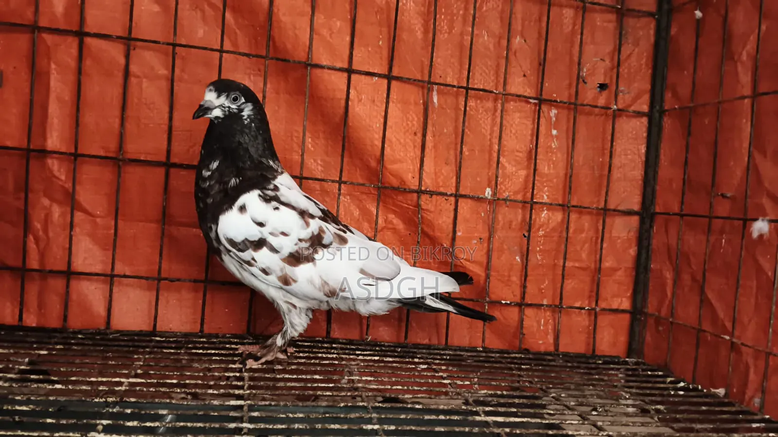 Female Pigeon