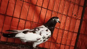 Female Pigeon