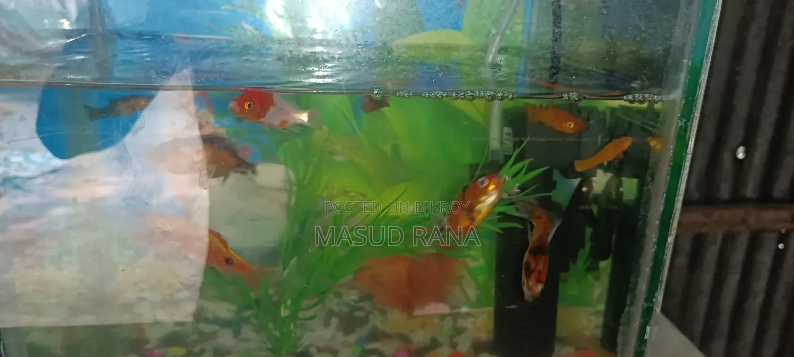Golden Fish for Sale