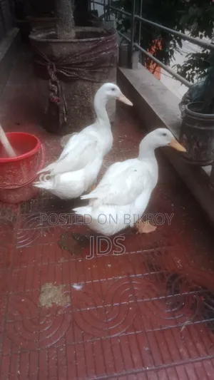 Belgian Duck