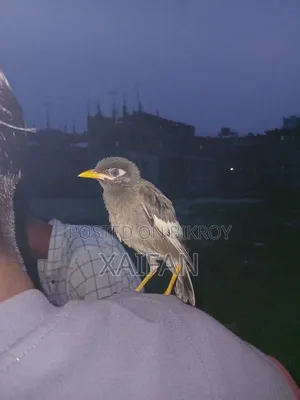 Common Myna Birds,