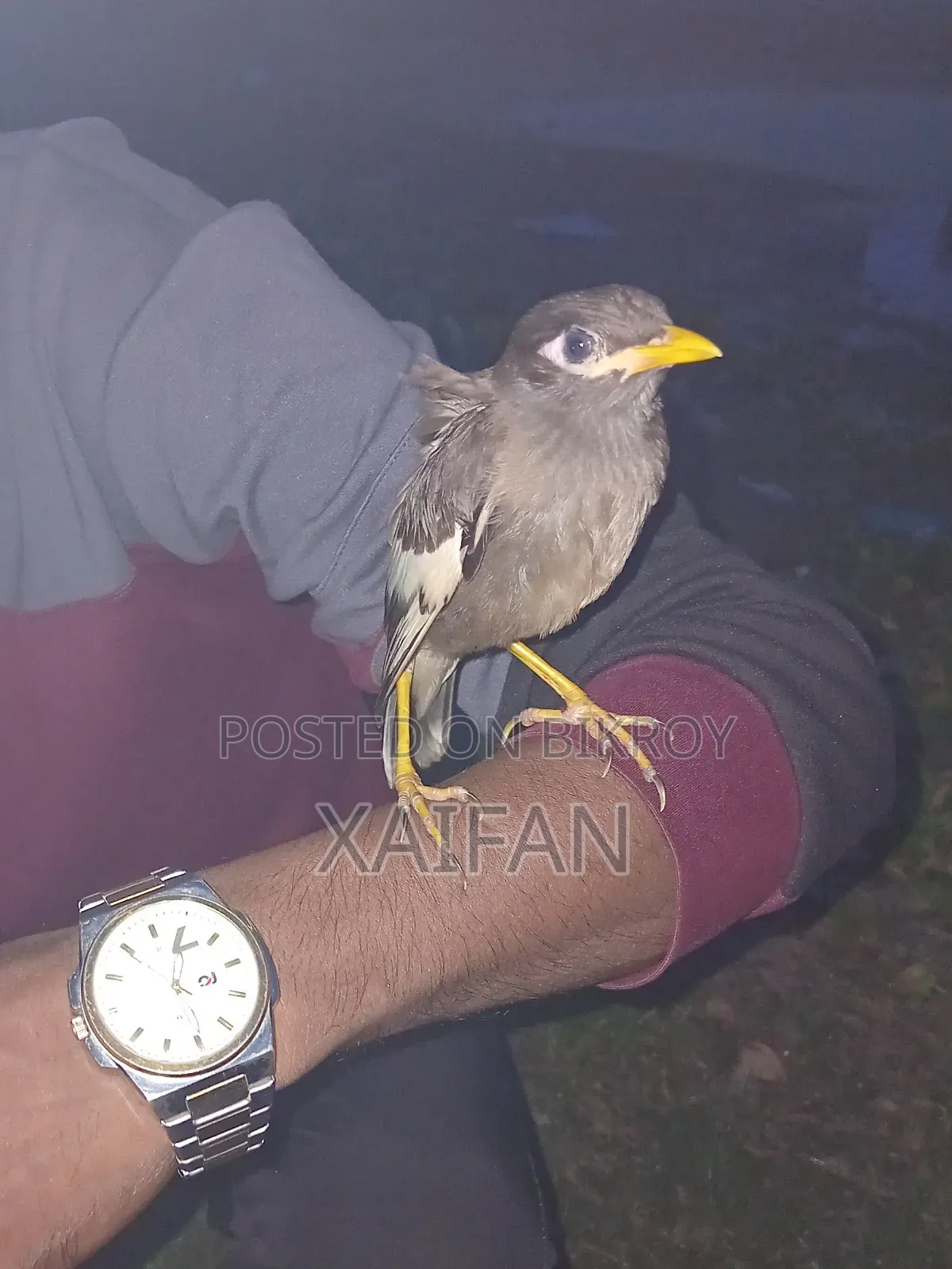 Common Myna Birds,