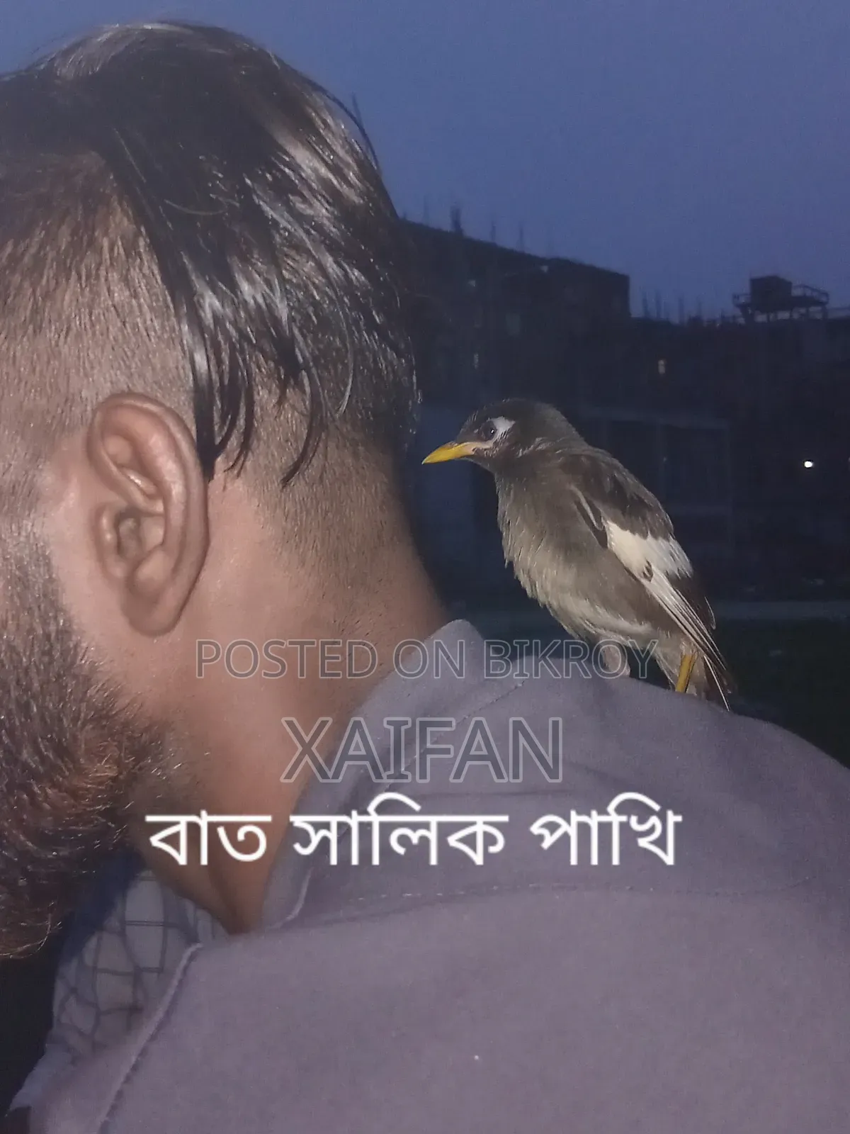 Common Myna Birds,