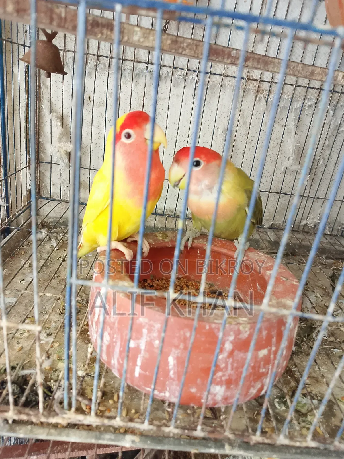 মাস্টার পেয়ার বিক্রি করা হবে।