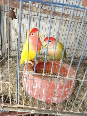 মাস্টার পেয়ার বিক্রি করা হবে।