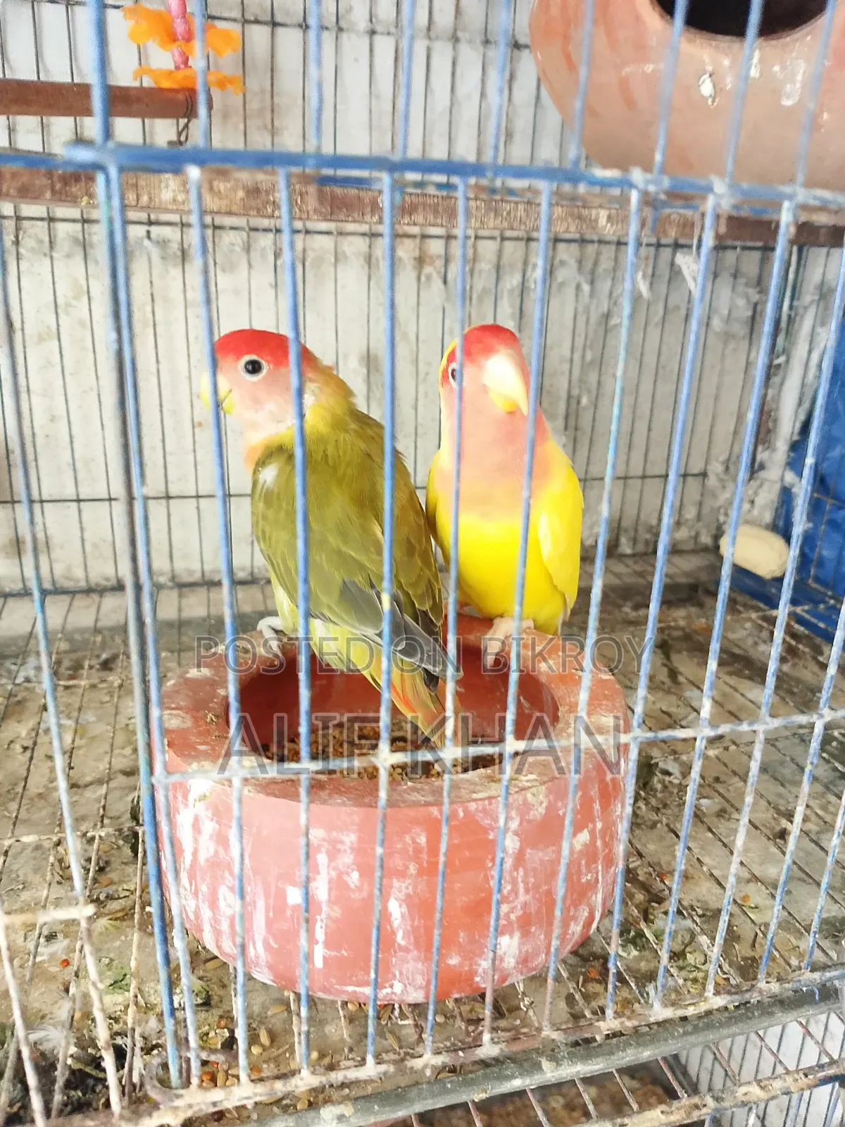 মাস্টার পেয়ার বিক্রি করা হবে।