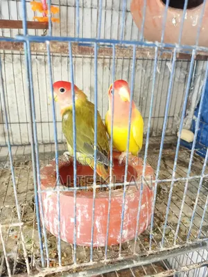মাস্টার পেয়ার বিক্রি করা হবে।