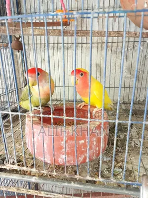 মাস্টার পেয়ার বিক্রি করা হবে।