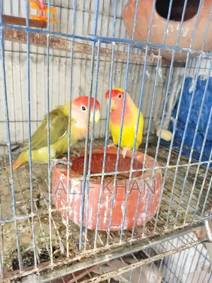 মাস্টার পেয়ার বিক্রি করা হবে।