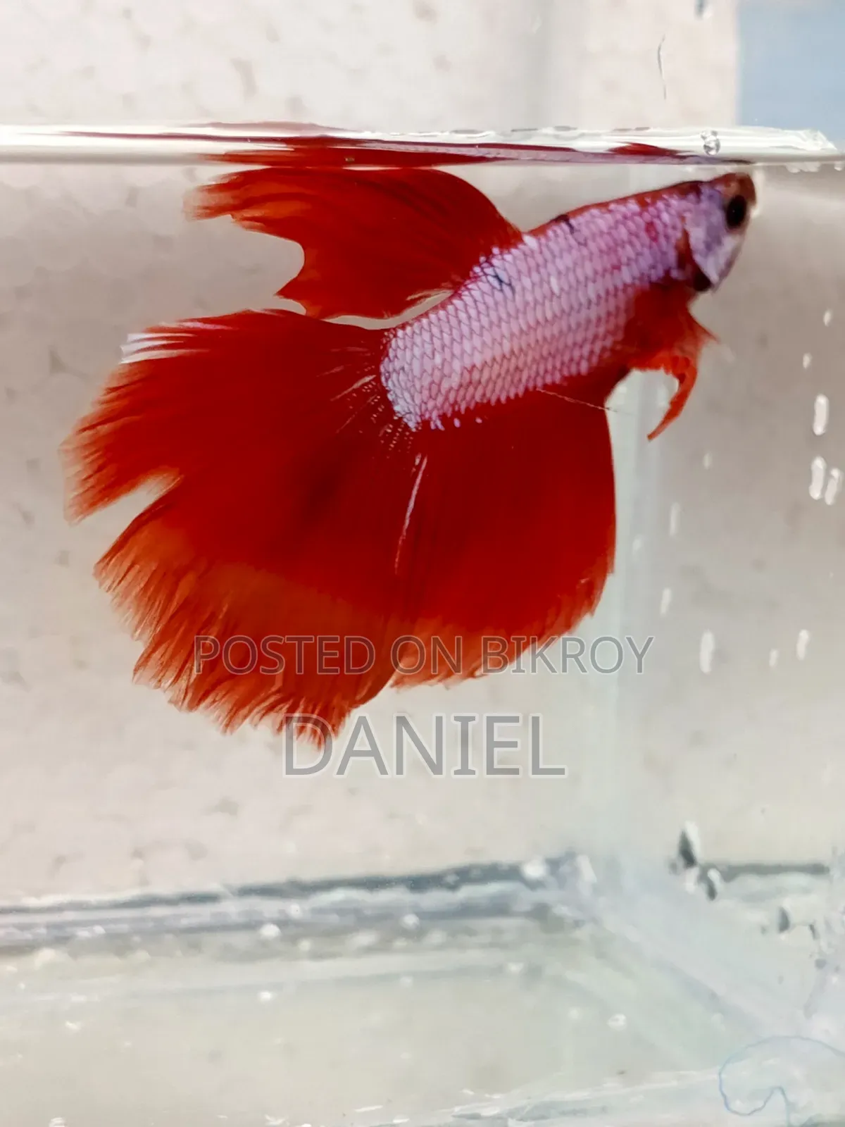 Quality Fighter Fish
