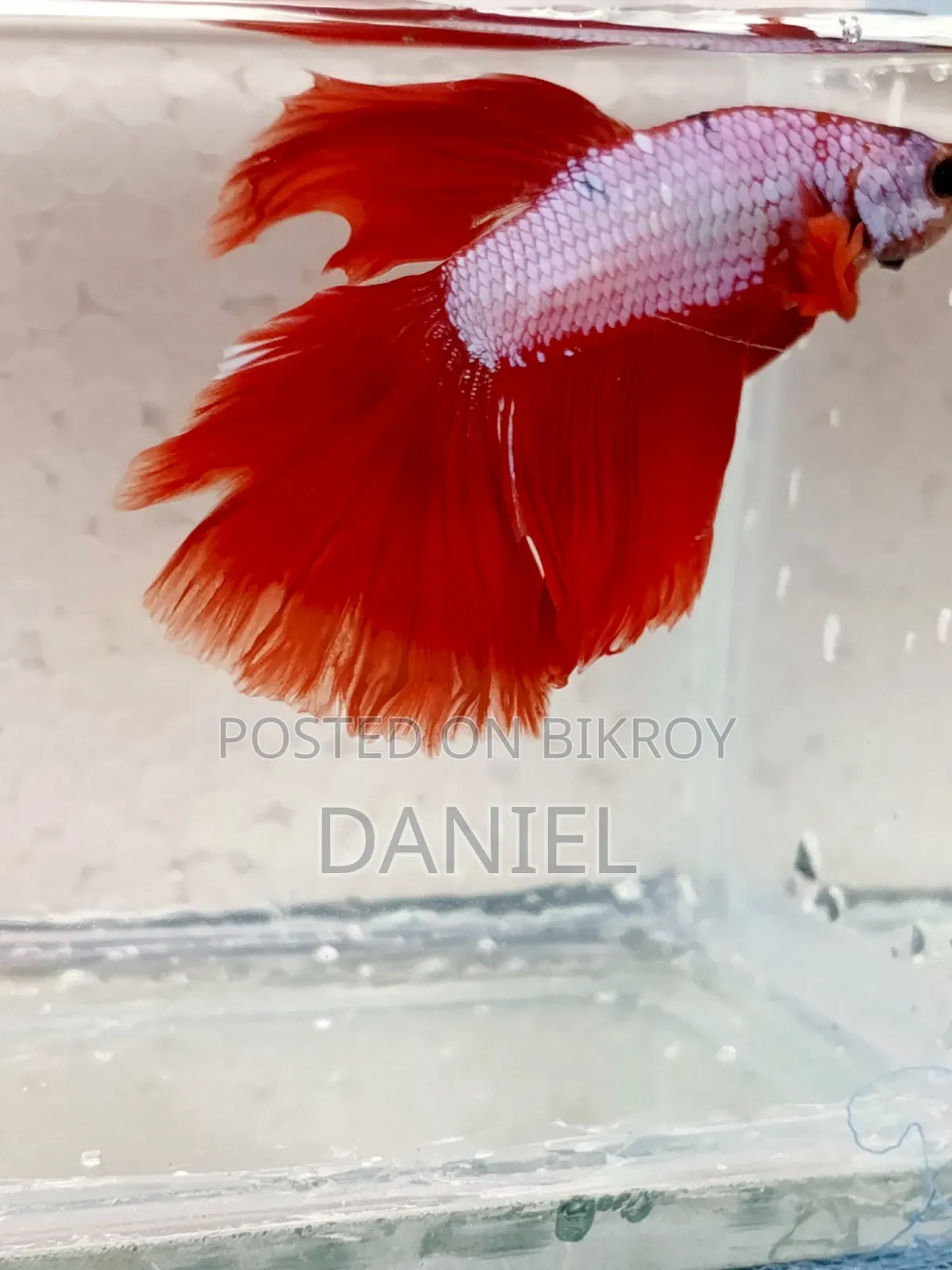 Quality Fighter Fish