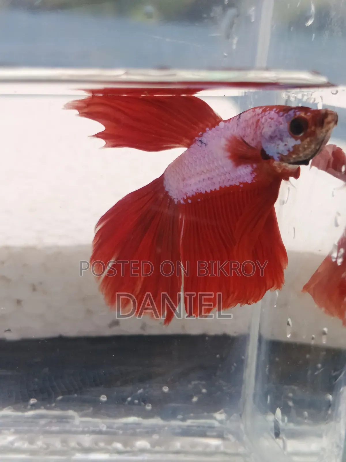 Quality Fighter Fish
