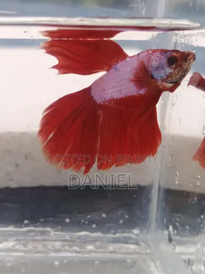 Quality Fighter Fish