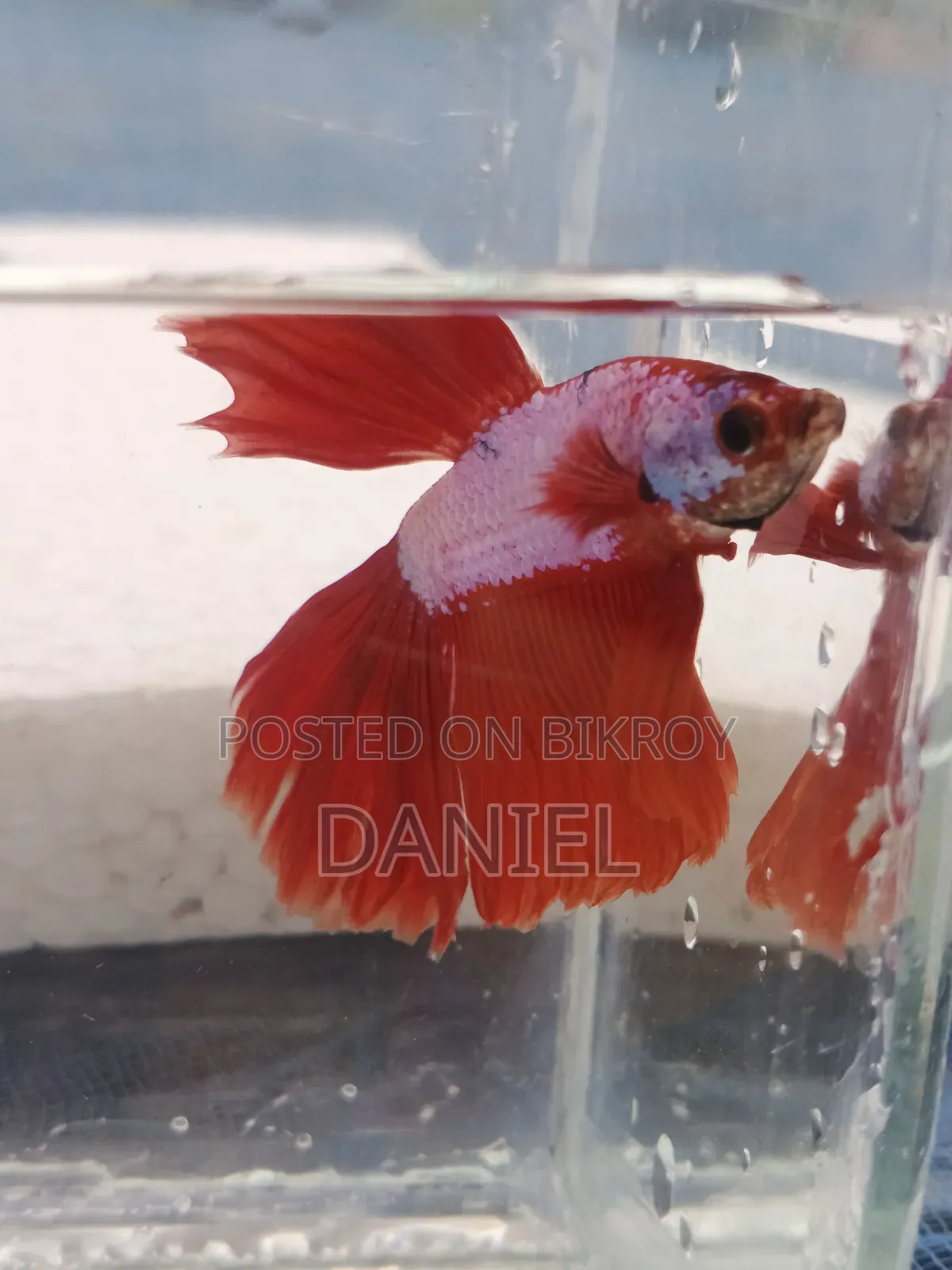 Quality Fighter Fish