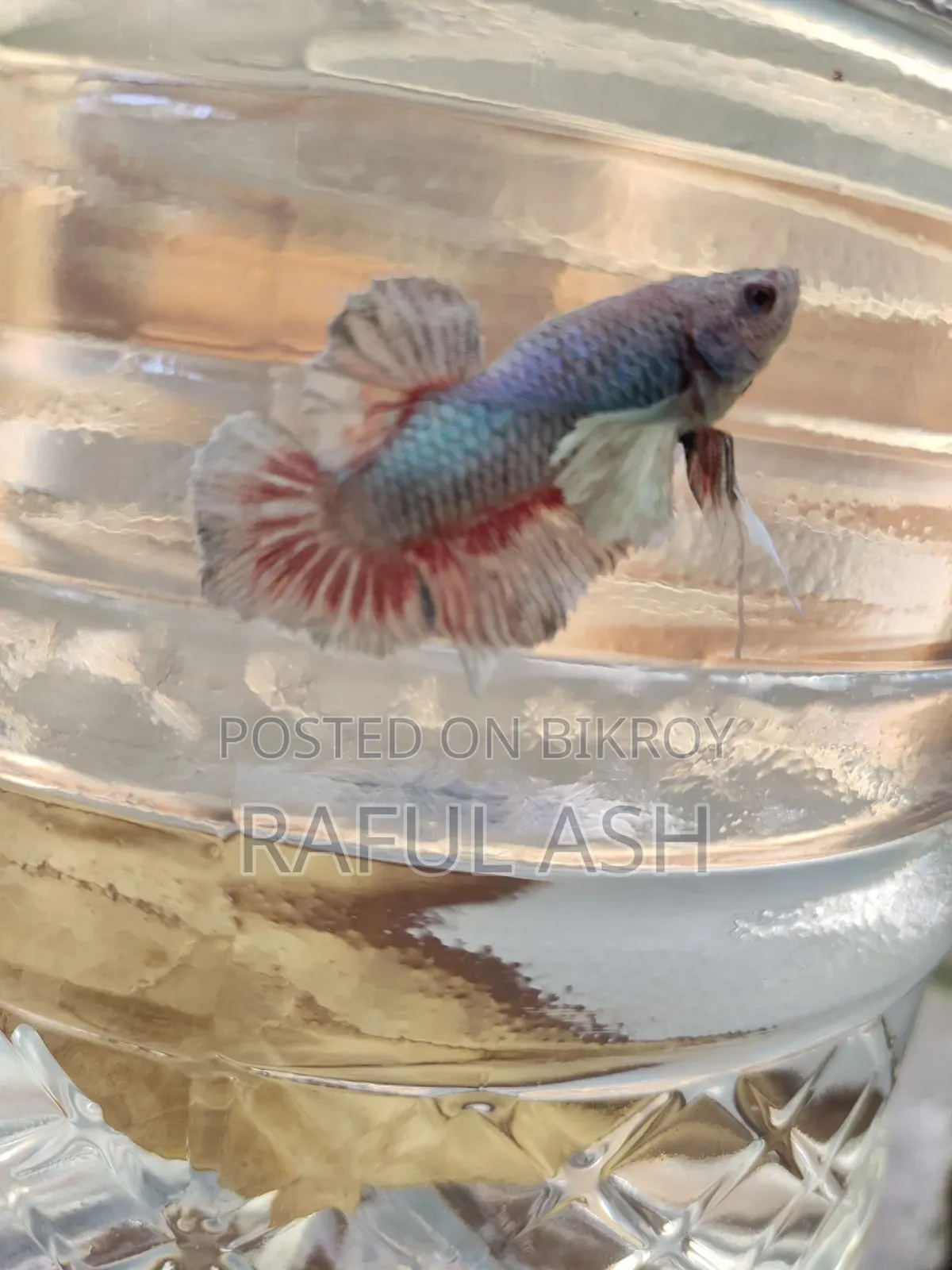 Betta Fish