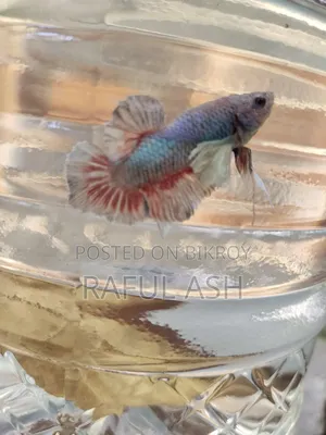 Betta Fish