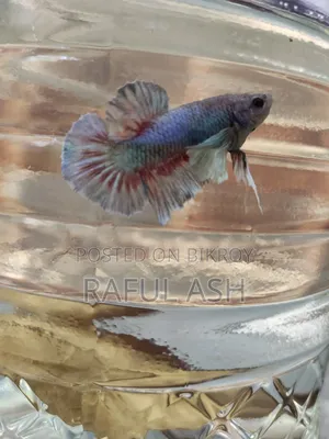 Betta Fish