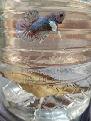 Betta Fish