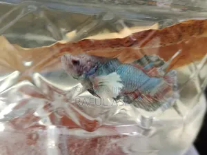 Betta Fish