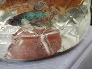 Betta Fish