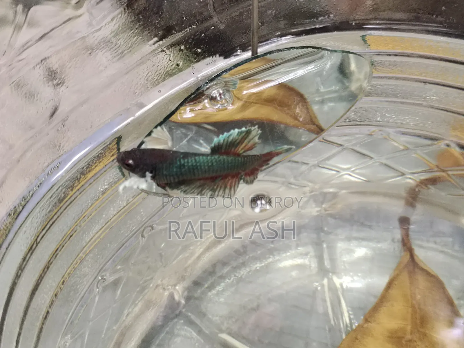 Betta Fish