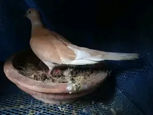 Australian Dove for Sale Female Location: Manirampur Jashore