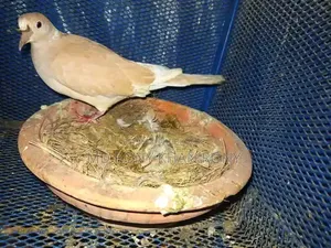 Australian Dove for Sale Female Location: Manirampur Jashore