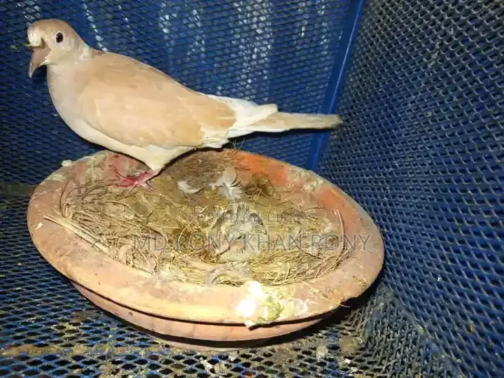Australian Dove for Sale Female Location: Manirampur Jashore
