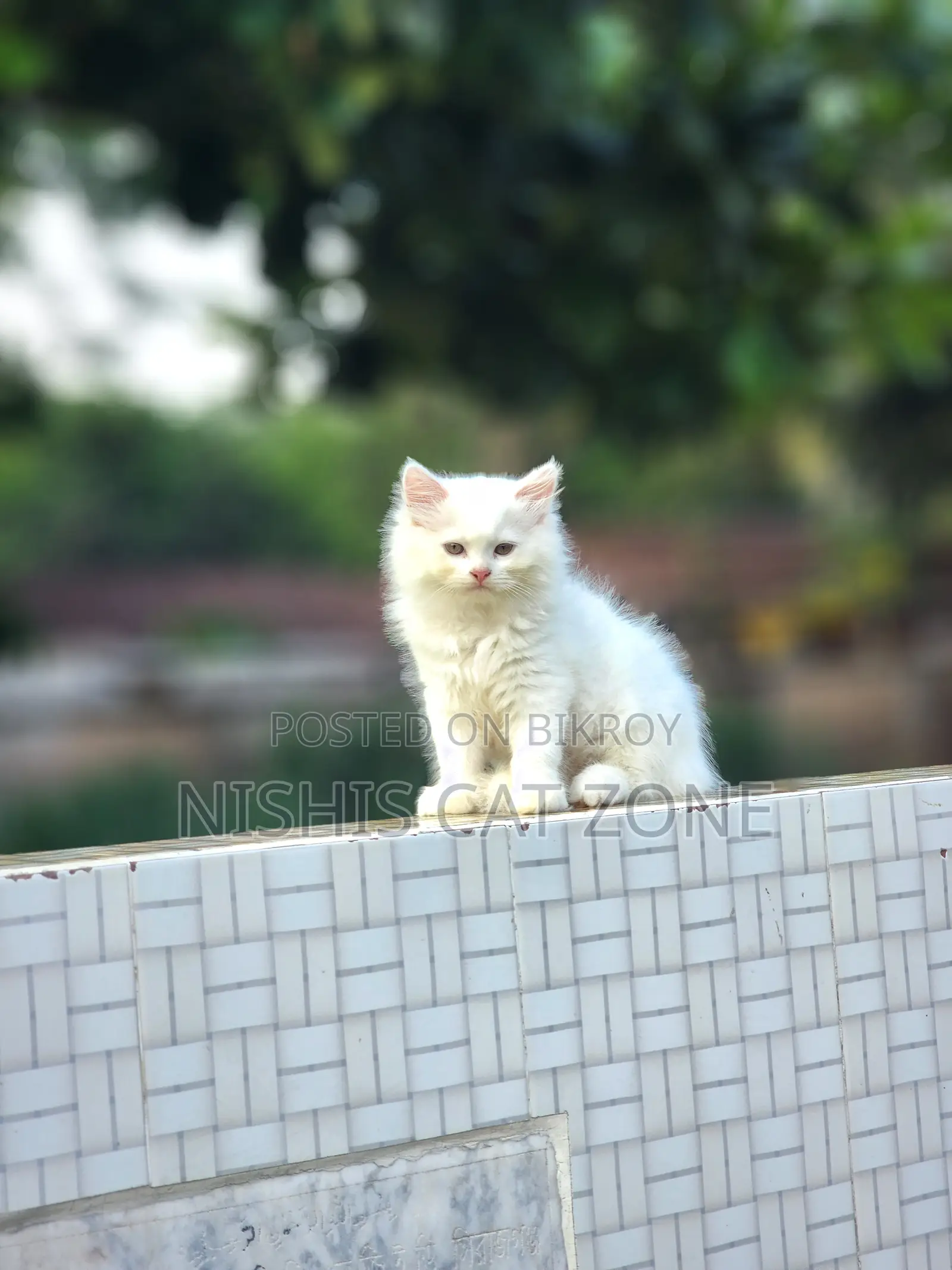 1-3 Months Female Purebred Persian