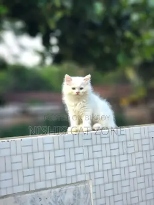 1-3 Months Female Purebred Persian